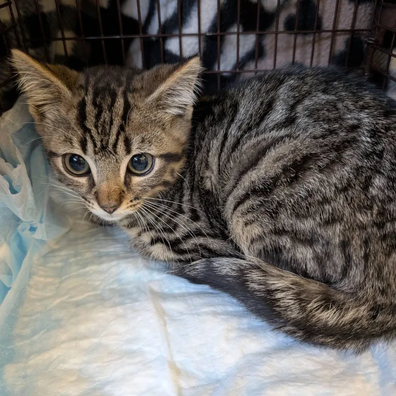 A baby large-sized male Tabby (Tiger Striped) Domestic Short Hair cat named Newt for adoption in HANSON, MA
