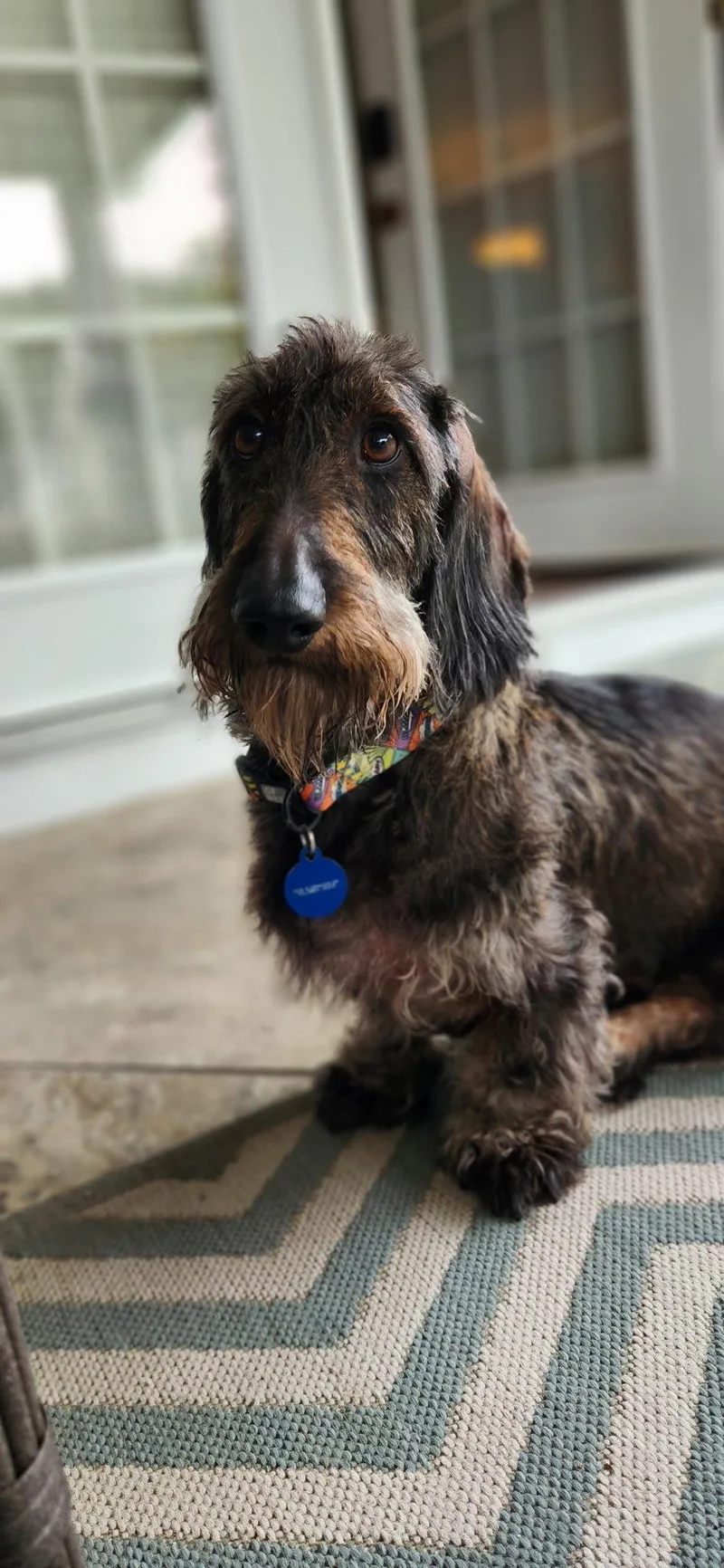 An adult small-sized male Dachshund dog named LouieIn North Carolina for adoption in West Columbia, SC
