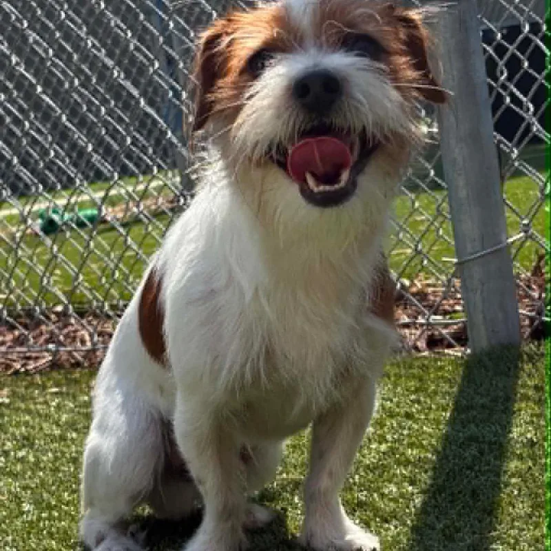 An adult small-sized male Brown / Chocolate Jack Russell Terrier dog named Bennett for adoption in Northville, MI