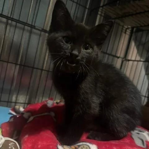 A baby small-sized male Black Domestic Short Hair cat named HeatWave C for adoption in Princeton, MN
