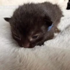 A baby small-sized male Black Domestic Short Hair cat named Astro for adoption in Talent, OR