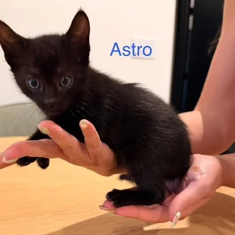 Astro thumbnail 3