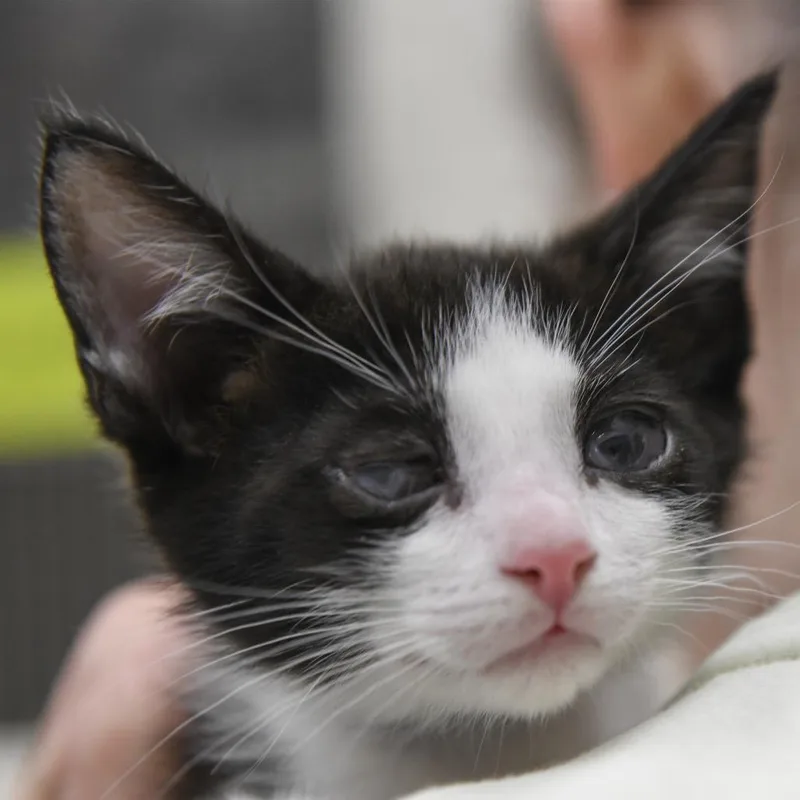 A baby small-sized male Black Domestic Short Hair cat named Lisbon for adoption in Redwood City, CA
