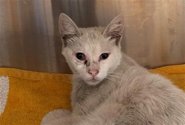 A young small-sized male Domestic Short Hair cat named Cheney for adoption in Tustin, CA