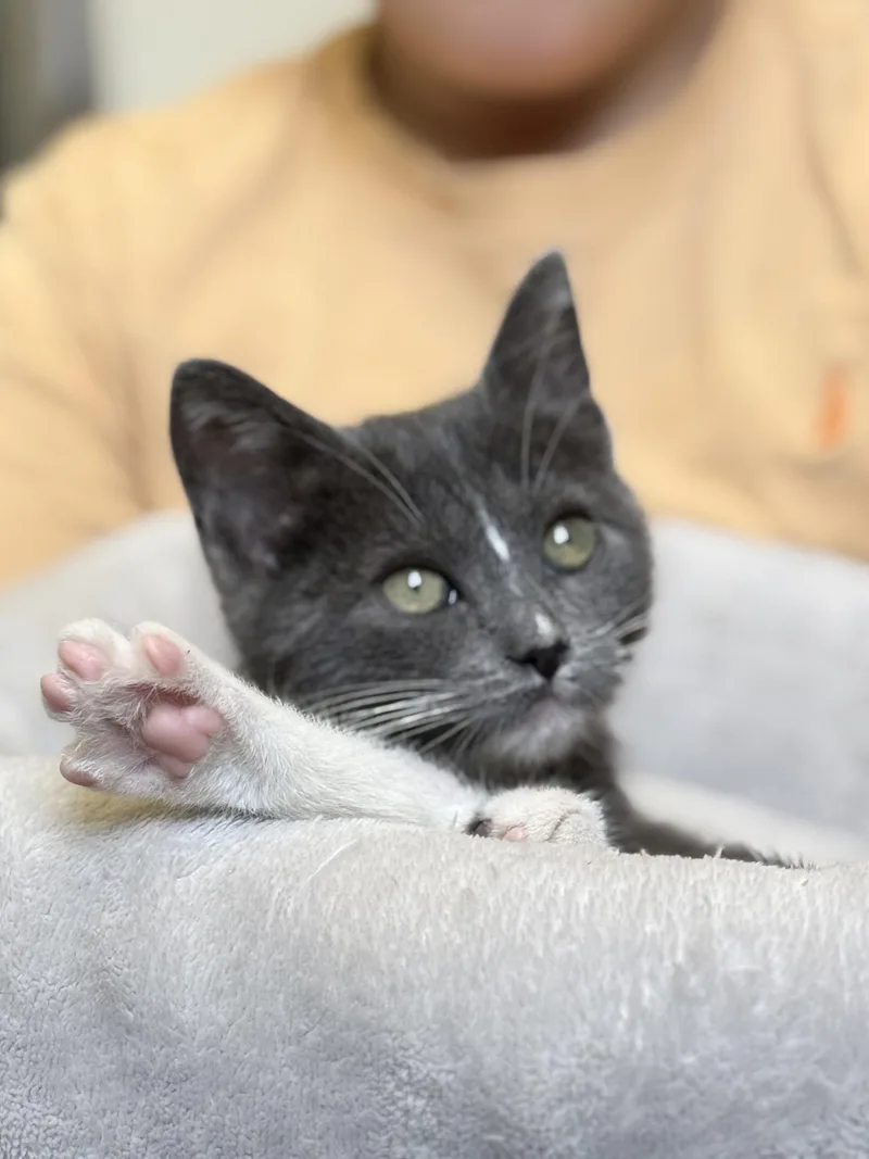 A baby small-sized female Domestic Short Hair cat named Lapras for adoption in Bowdoin, ME