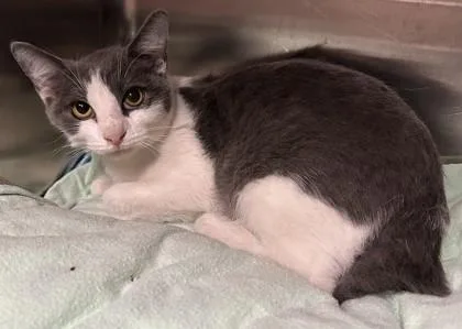 A young small-sized male Domestic Short Hair cat named Elio for adoption in Phoenix, AZ