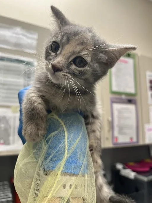 A baby small-sized female Domestic Short Hair cat named Monica for adoption in Las Vegas, NV