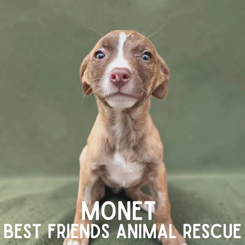 A baby medium-sized female Brindle Pit Bull Terrier dog named Monet for adoption in Wasilla, AK
