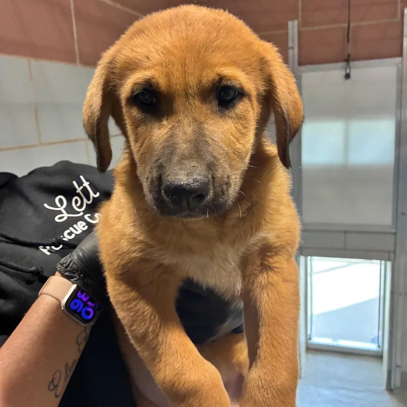 A baby small-sized male Yellow / Tan / Blond / Fawn Anatolian Shepherd dog named Graham Cracker for adoption in Abilene, TX
