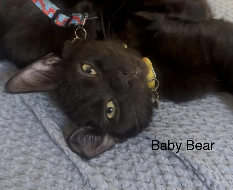 A young small-sized male Black Domestic Short Hair cat named Baby Bear for adoption in Crockett, CA
