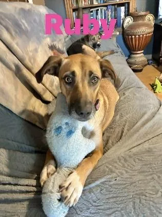 An adult medium-sized female Great Dane dog named Ruby for adoption in Manchester, CT