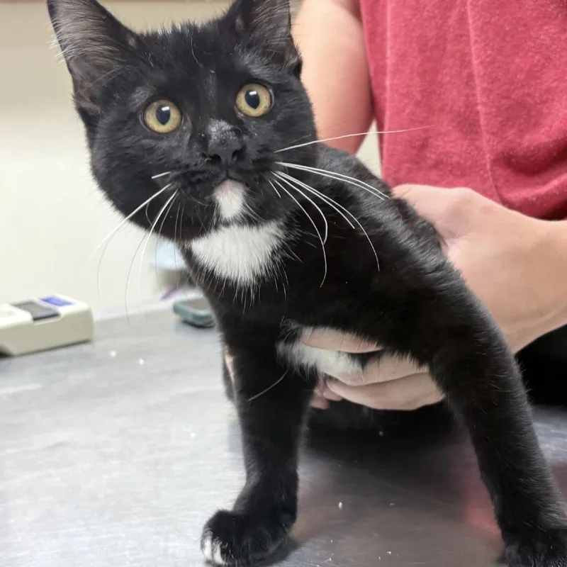 A baby small-sized male Black Domestic Short Hair cat named Pudge for adoption in Tyler, TX
