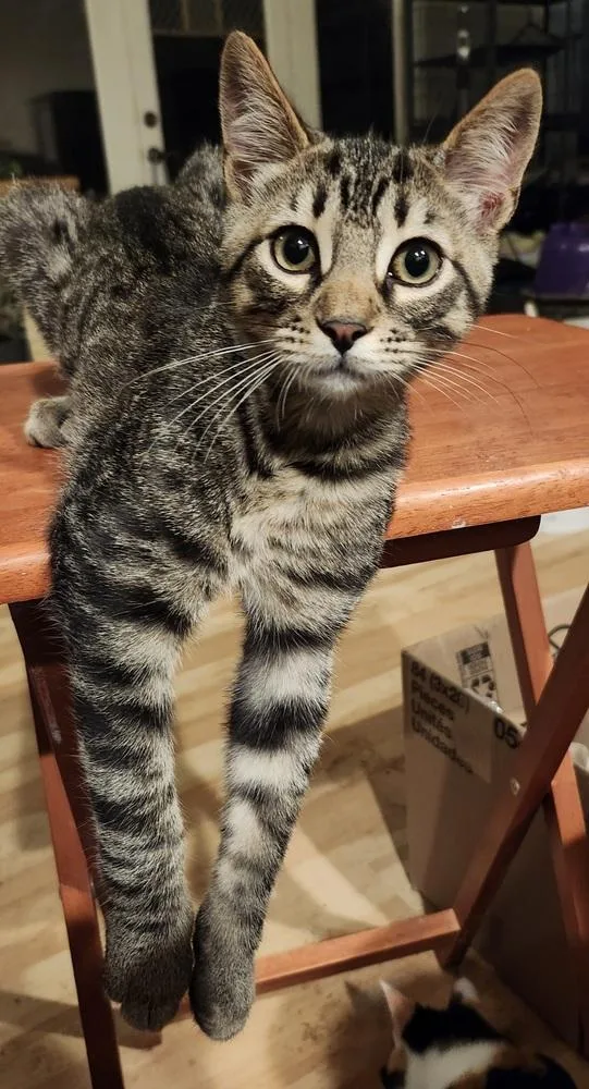 A baby medium-sized male Black & White / Tuxedo Domestic Short Hair cat named Bunco for adoption in Salinas, CA