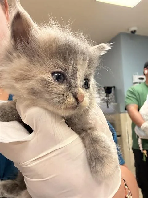 A baby small-sized female Domestic Short Hair cat named Sabrina for adoption in Riverside, CA