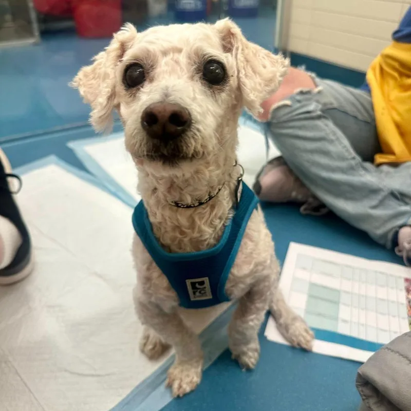 Paco Rabanne thumbnail 2