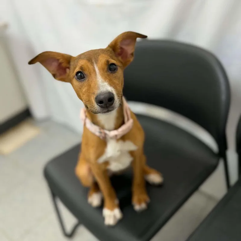 A baby small-sized female Red / Chestnut / Orange Chihuahua dog named Ketchup for adoption in Martinsville, IN