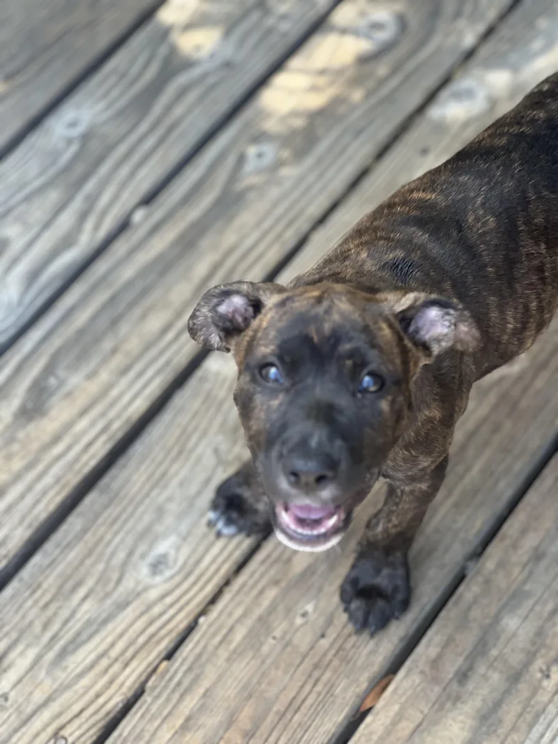 A baby medium-sized female Brindle Boxer dog named Maple for adoption in Encino, CA