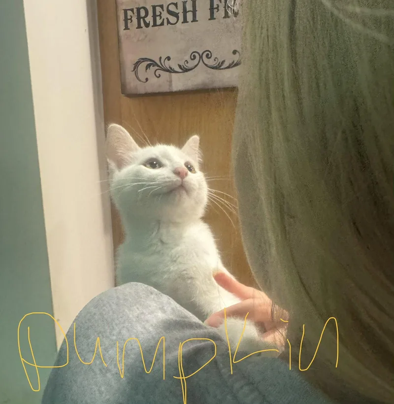 A baby small-sized male White Domestic Short Hair cat named C Litter Pumpkin for adoption in Livonia, MI