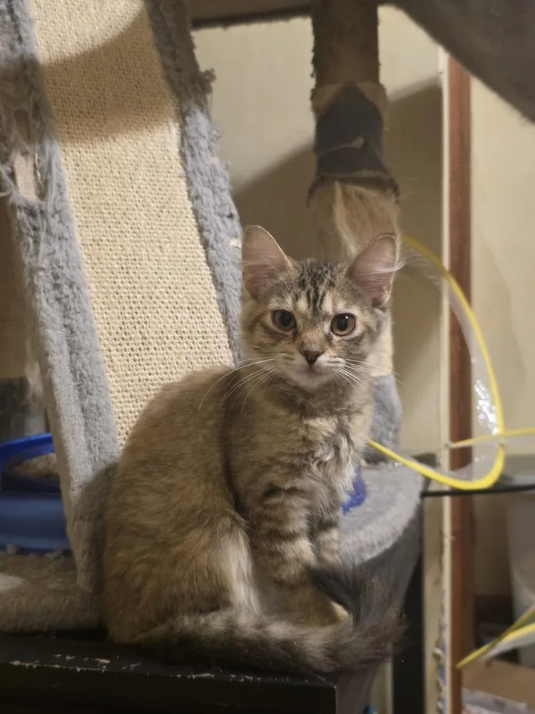 A baby small-sized female Domestic Short Hair cat named Rowan for adoption in Elyria, OH