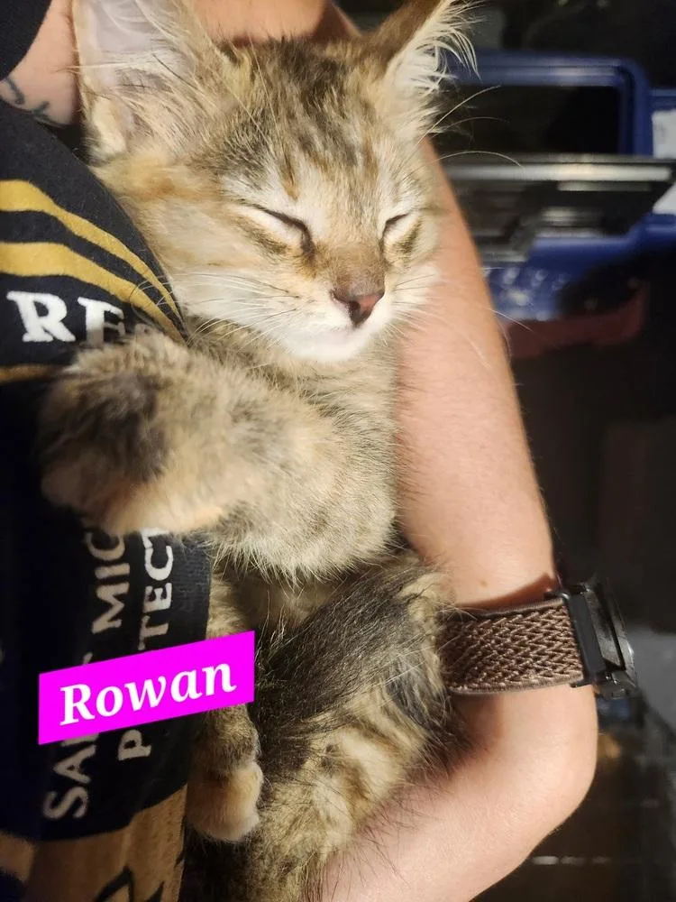Rowan thumbnail 2