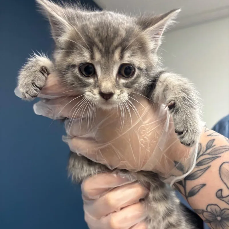 A baby small-sized female Gray / Blue / Silver Domestic Short Hair cat named Dizzy for adoption in Newark, NJ