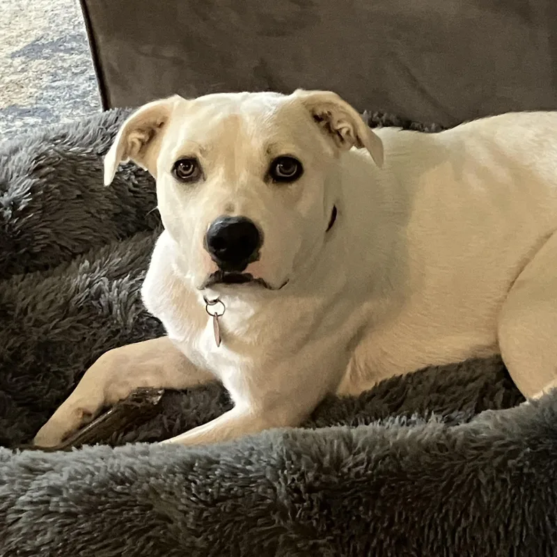 A young large-sized female Apricot / Beige Labrador Retriever dog named Honey for adoption in Chatham, NJ