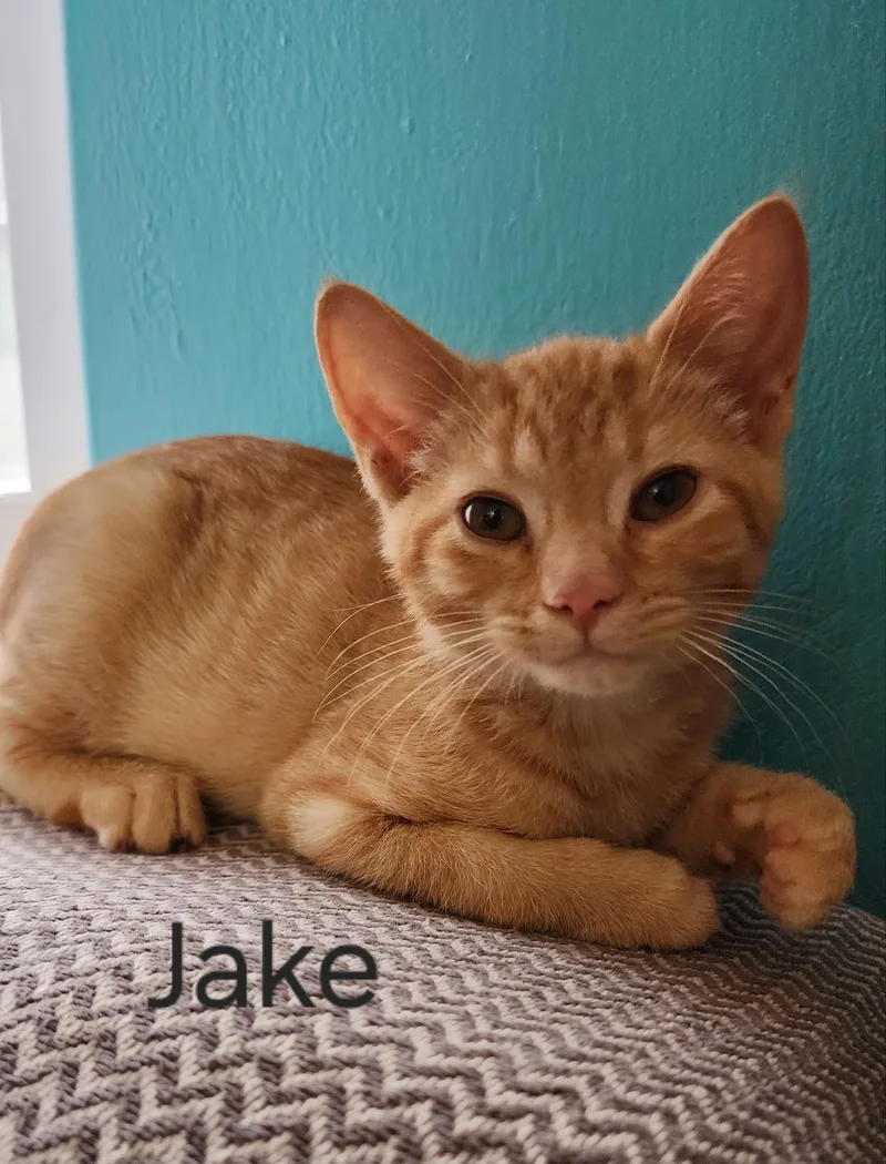 A baby small-sized male Orange / Red Domestic Short Hair cat named Jake for adoption in Greenwood, IN