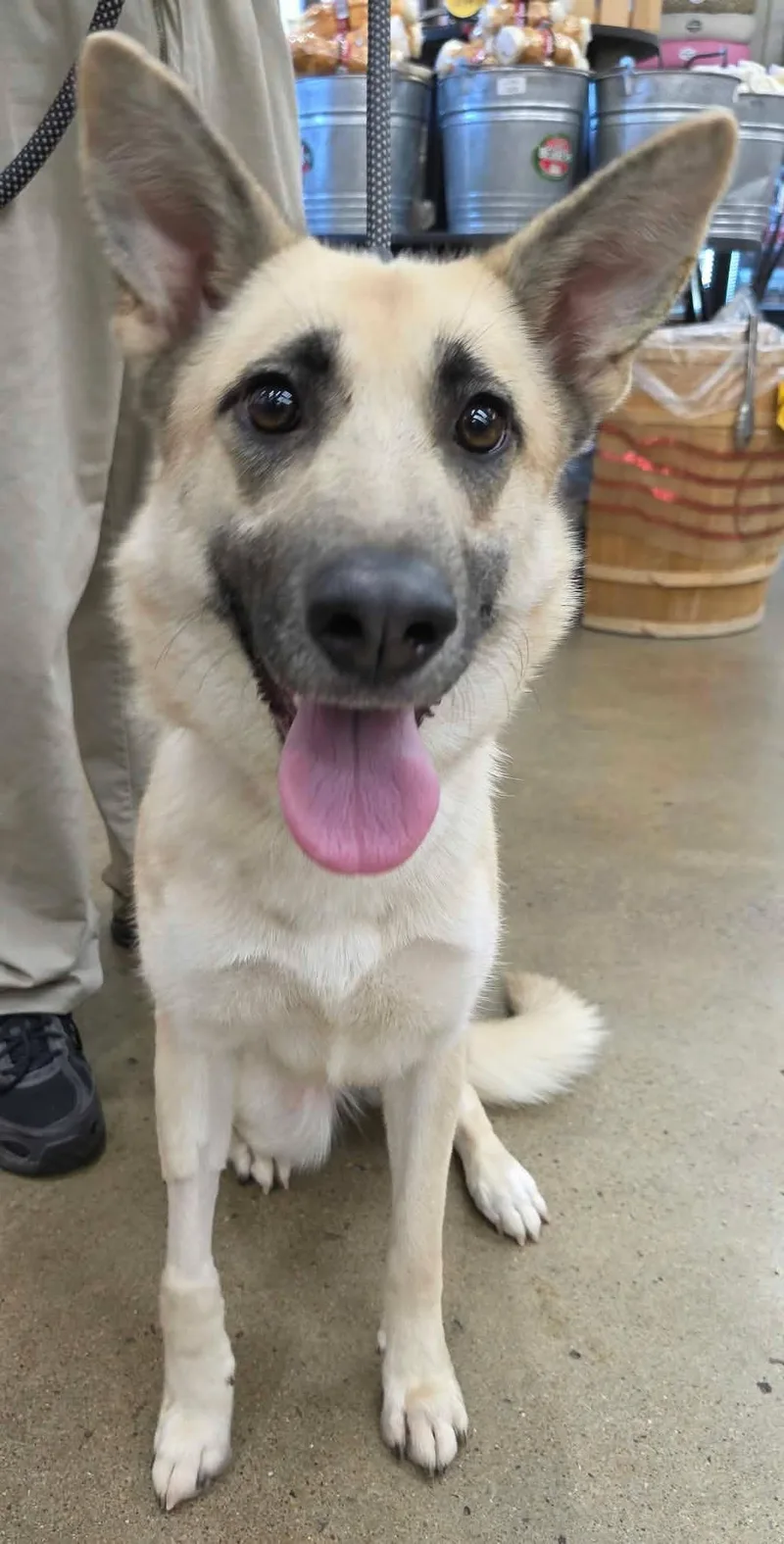 A young large-sized female German Shepherd Dog named Jazzy for adoption in Greeneville, TN