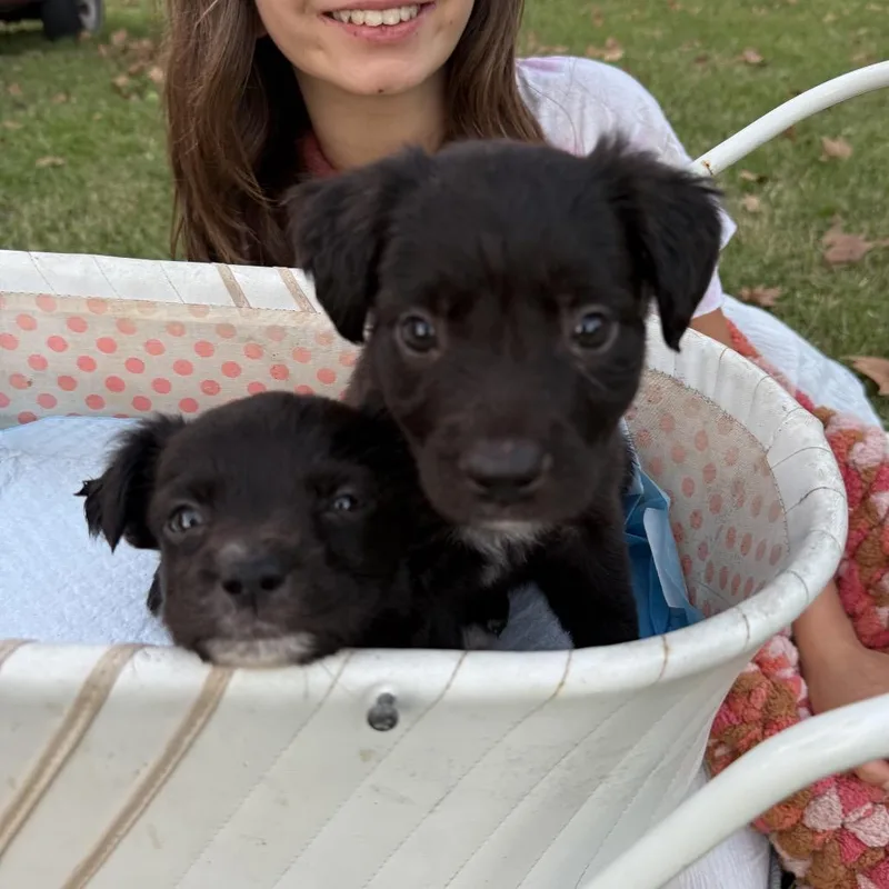 A baby medium-sized female Black Flat-Coated Retriever dog named Batter Up Betty for adoption in New Orleans, LA