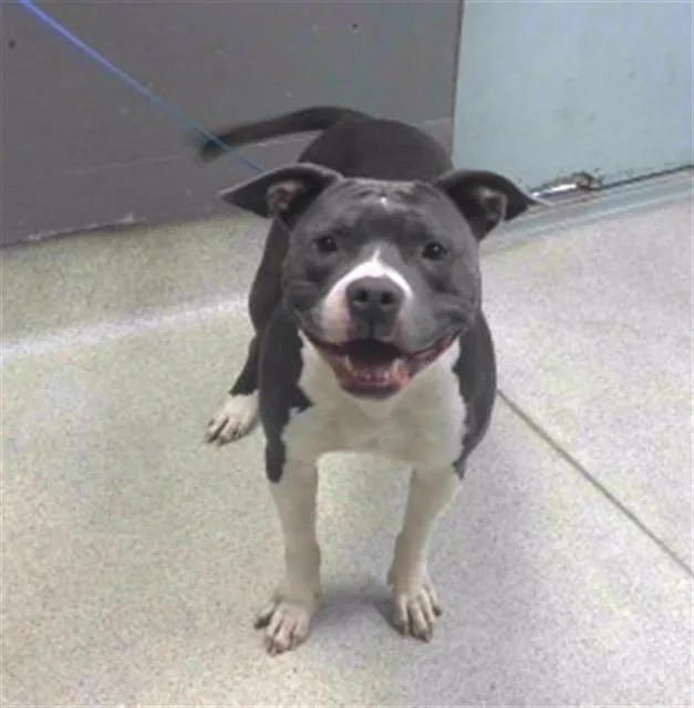 An adult medium-sized female American Staffordshire Terrier dog named Ella for adoption in Tallahassee, FL