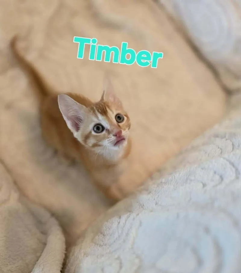 A baby small-sized male Domestic Short Hair cat named Timber for adoption in Groveland, MA