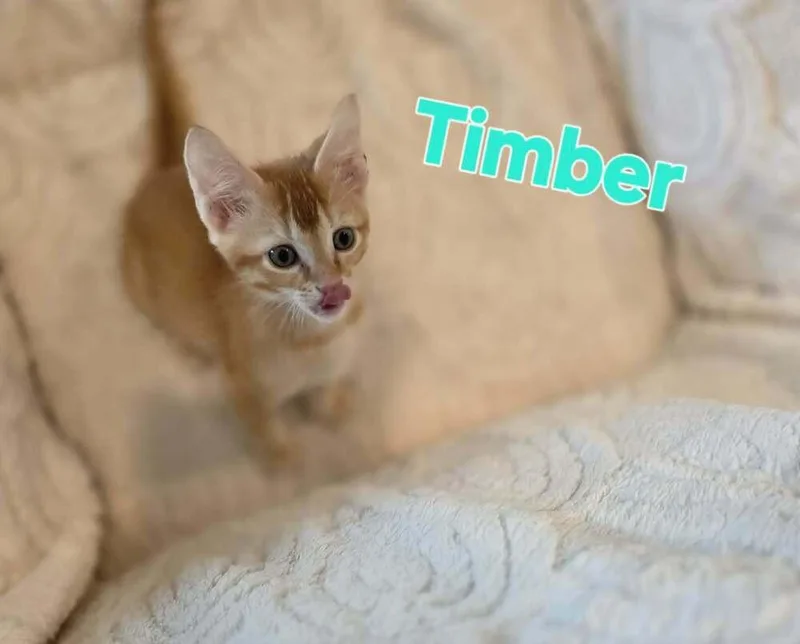 Timber thumbnail 2