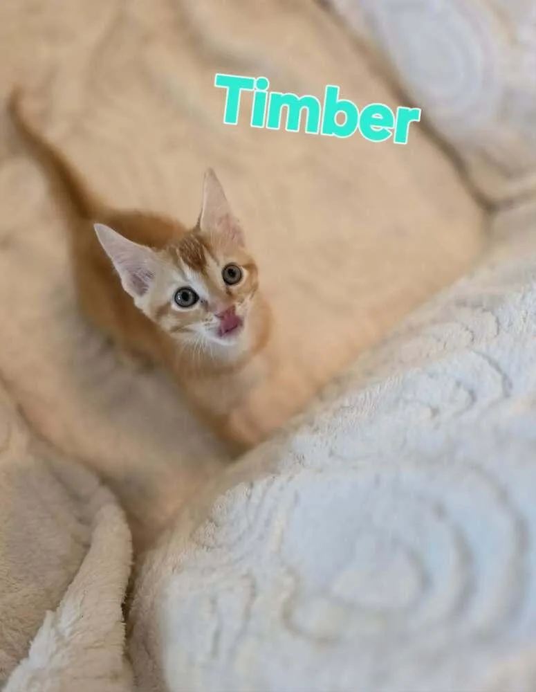 Timber thumbnail 3
