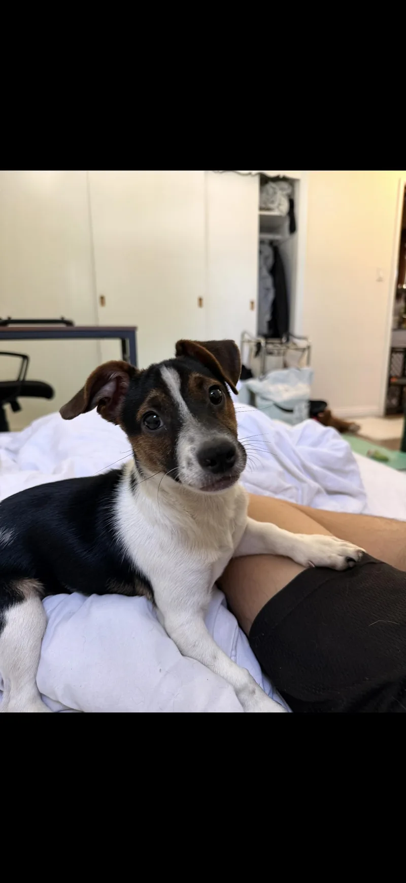 A young small-sized male Tricolor (Brown, Black, & White) Jack Russell Terrier dog named Milo The Stunning for adoption in Citrus Heights, CA