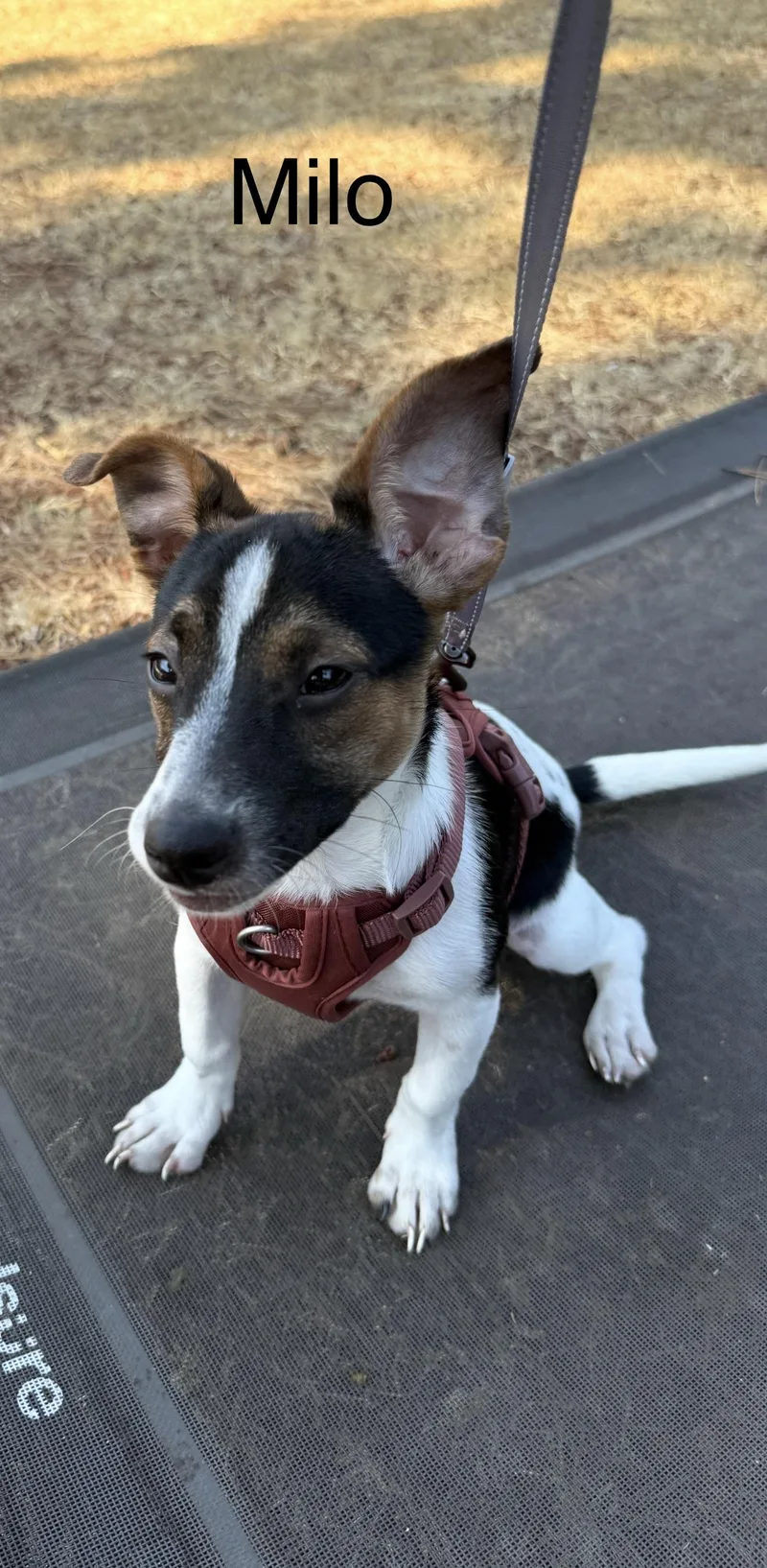Milo  The Stunning thumbnail 4