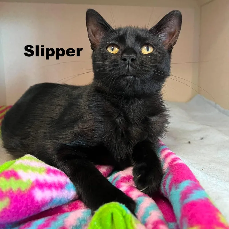 Slipper