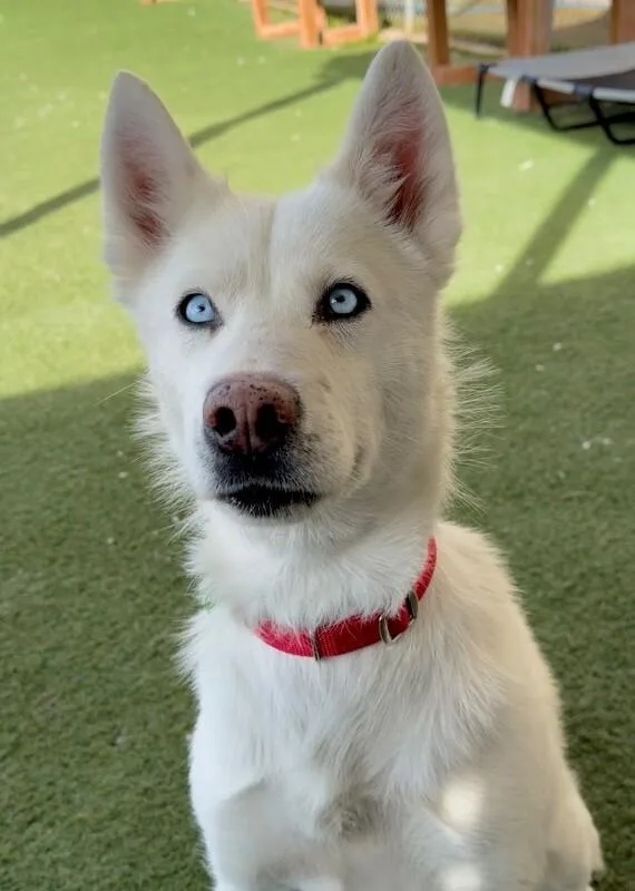 An adult medium-sized female White / Cream Siberian Husky dog named Snow for adoption in Fruit Heights, UT