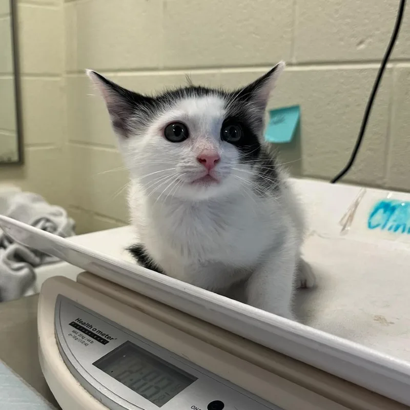 A baby small-sized female Black Domestic Short Hair cat named Wisteria Lane for adoption in Charlottesville, VA