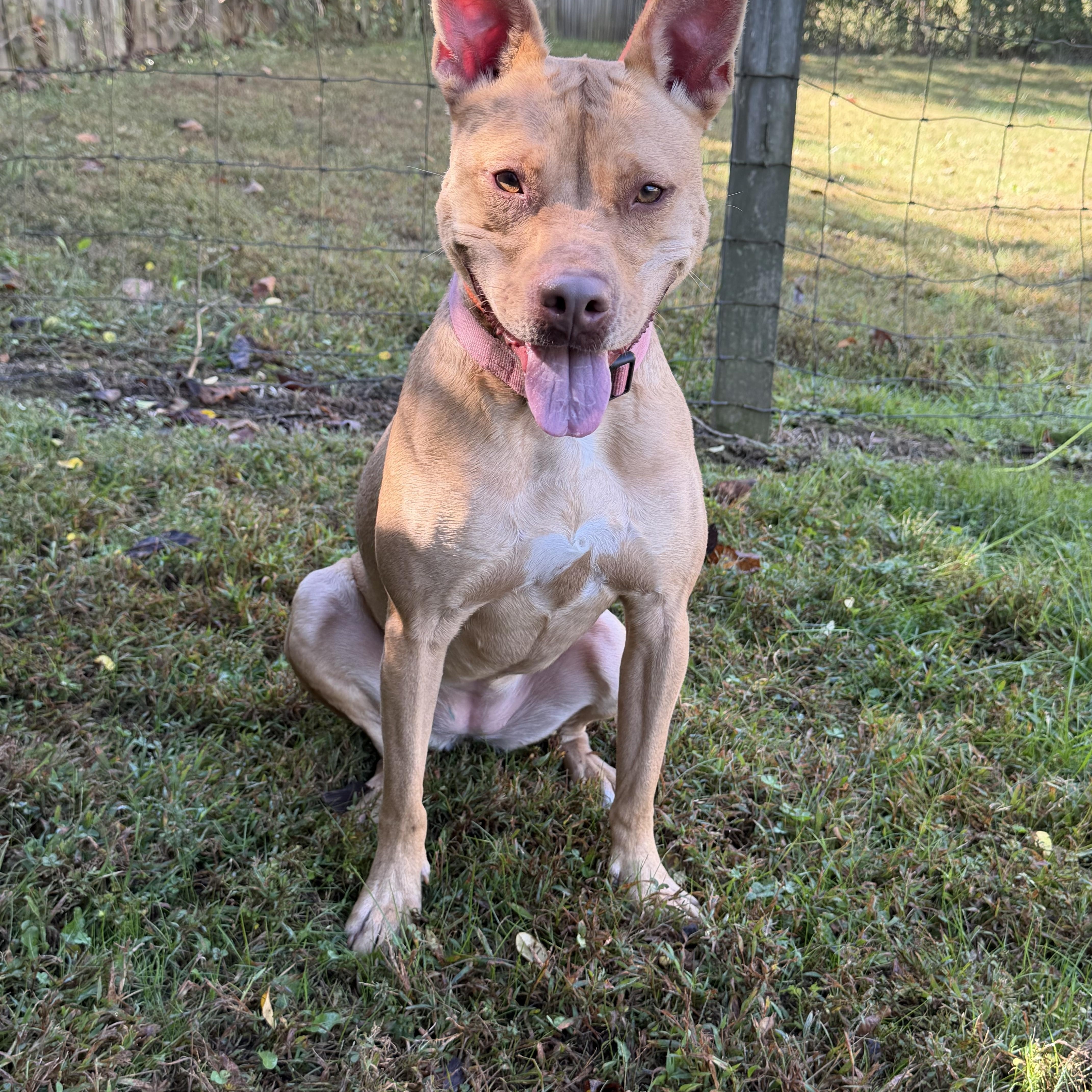 An adult medium-sized female American Staffordshire Terrier dog named Jazzy for adoption in Maynardville, TN