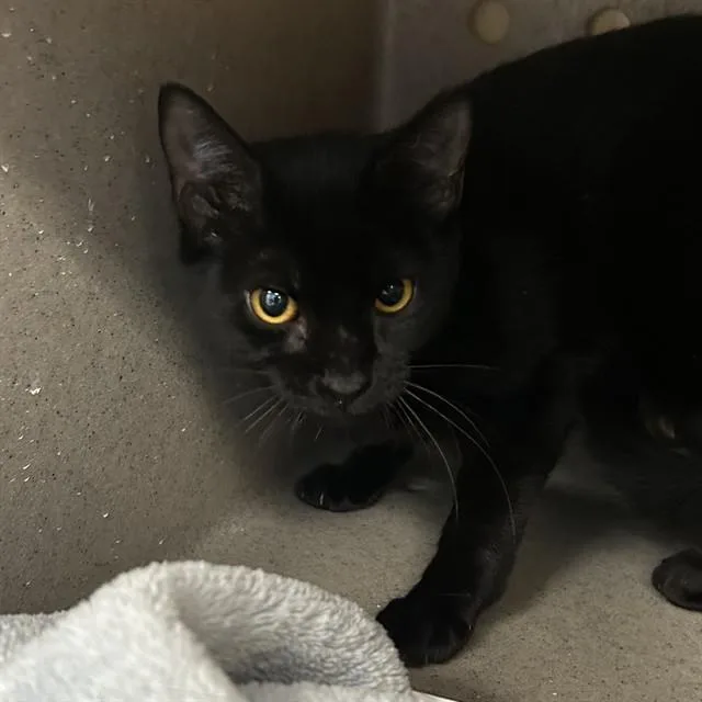 A young medium-sized female Domestic Short Hair cat named Igloo for adoption in Lincolnton, NC