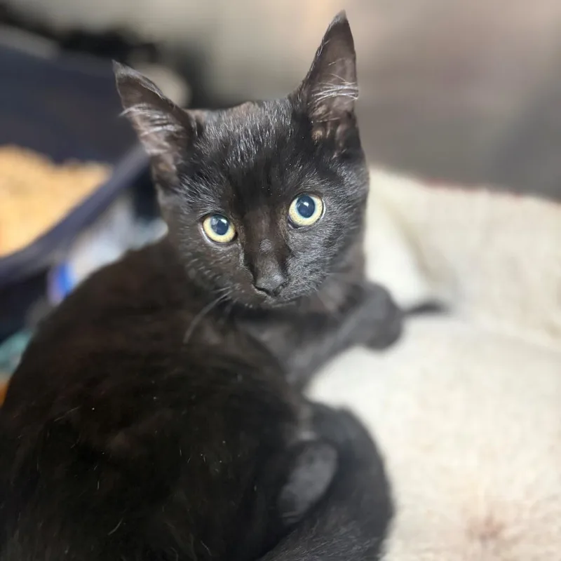A baby small-sized female Brown / Chocolate Domestic Short Hair cat named Creme Brulee for adoption in Chehalis, WA