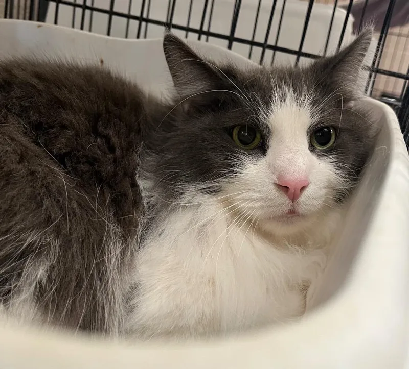 A senior small-sized male Domestic Long Hair cat named Gouda for adoption in Lima, OH