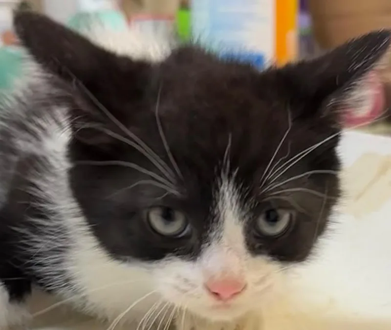 A baby small-sized female Domestic Short Hair cat named Spice for adoption in Elizabethton, TN