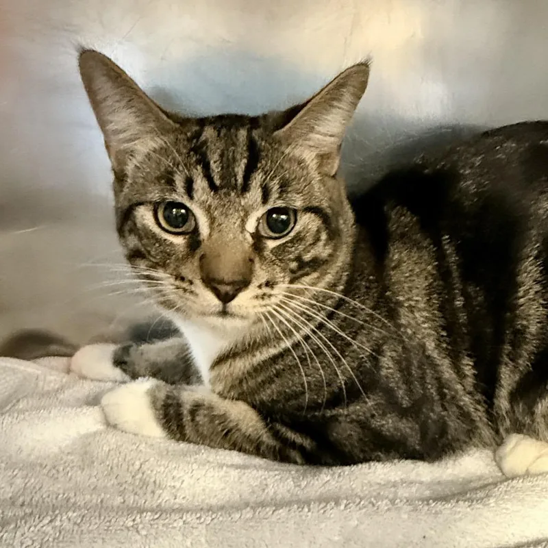 A young medium-sized male Brown / Chocolate Domestic Short Hair cat named Floyd for adoption in Palm Springs, CA