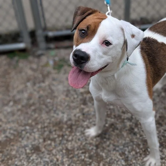 A young medium-sized female White / Cream Mixed Breed dog named Indy for adoption in West Olive, MI