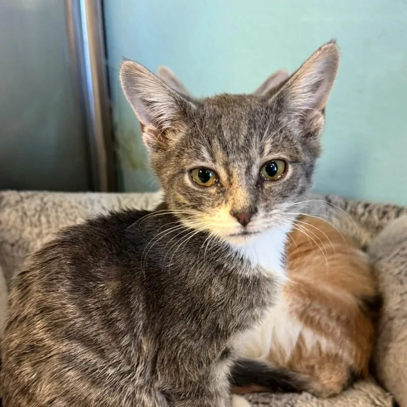 A baby small-sized male Gray & White Domestic Short Hair cat named Mr. Green for adoption in Albuquerque, NM