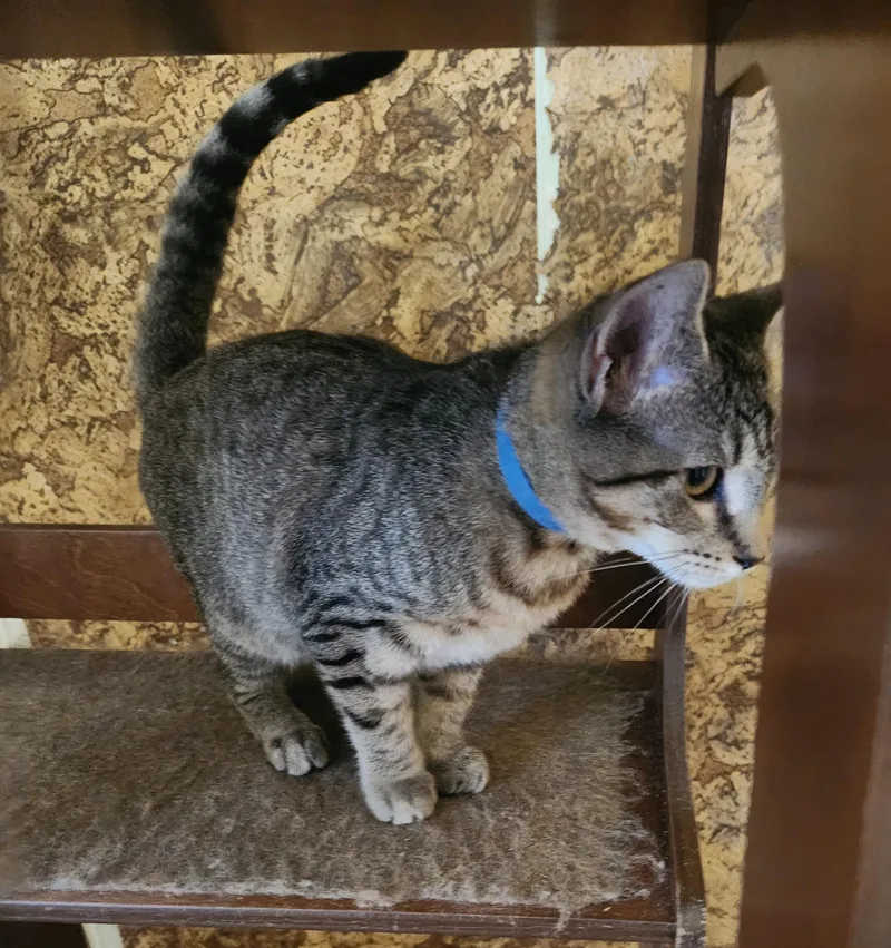 A baby medium-sized male Tabby (Brown / Chocolate) Domestic Short Hair cat named Eryn for adoption in Albany, NY