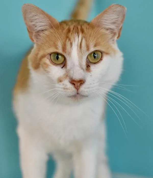 An adult medium-sized male Tabby (Orange / Red) Domestic Short Hair cat named Frito for adoption in Marietta, GA