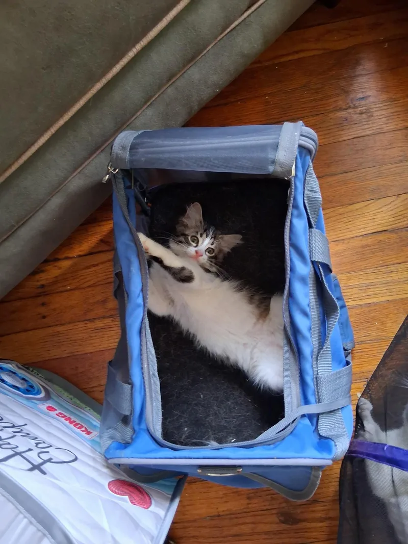 C Litter Gizmo