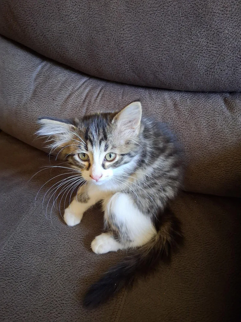 C Litter Gizmo thumbnail 2